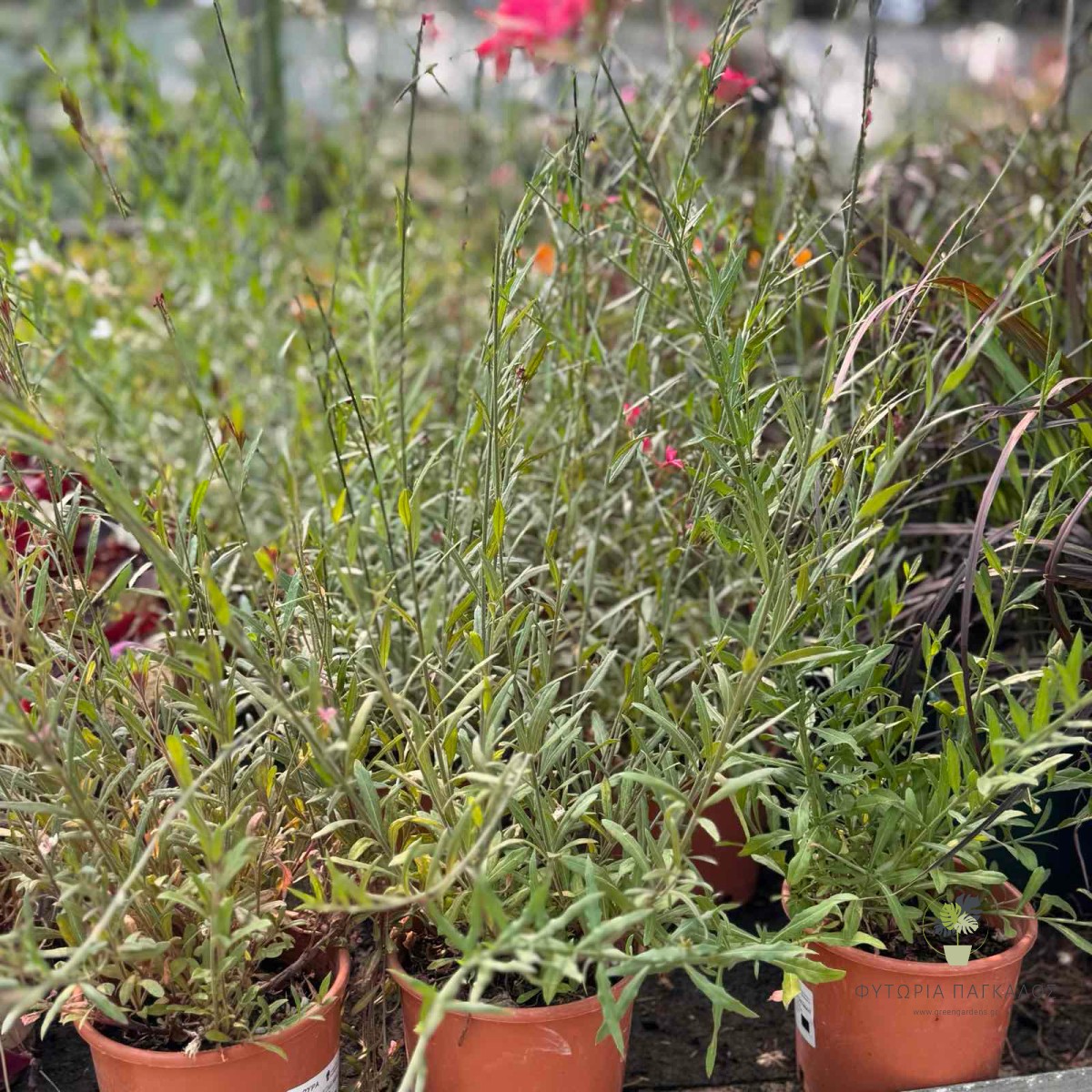 Γκάουρα (Gaura lindheimeri) | Πολυετές Ανθοφόρο Φυτό με Συνεχή Ανθοφορία - 3
